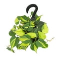 thumbnail image 2 of Expert Gardener by Altman Plants Philodendron Brasil House Plant - 6in. Hanging Pot - Indirect Light, 2 of 7