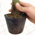thumbnail image 2 of 300 Pcs Pots de Pépinière en Plastique Dégradable Pot de Démarrage Pot de Nutrition pour Fleurs de Jardin, 2 of 5