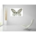 thumbnail image 5 of Epic Art 'Butterfly 3' by Stellar Design Studio, Acrylic Glass Wall Art, 36"x24", 5 of 5