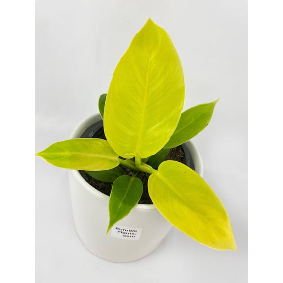 Philodendron Moonlight Lemon Lime Hybrid - Live Air-Purifying Indoor Plant in Nursery Pot – Easy Care, Low Maintenance Houseplant for Home & Office Decor, Natural Air Cleaner, Best for Beginners