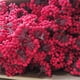 thumbnail image 2 of Christmas Tree Decorations 40 Head Artificial Berry Flowers Fruit DIY Xmas Garland Supply Home Living Room Wedding Decor 2022, 2 of 5