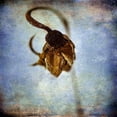 thumbnail image 3 of Malek, Honey 12x12 Black Modern Framed Museum Art Print Titled - Grunge Remnants VIII, 3 of 5