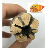 Legno Di Cholla Naturale Per Acquario - 3 Pezzi Da 15 Cm Per Gamberetti, Granchi E Rettili - Foto 7
