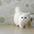 thumbnail image 5 of 1 Uds. Gatos de peluche, juguete para gatos, gatito de peluche de 20CM, Animal relleno, gato de peluche, regalo de cumpleaños para dormir para bebé, niño y niña, 5 of 5