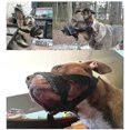 thumbnail image 2 of Gentle Muzzle Guard For Dogs - Prevents Biting Unwanted Chewing-hao, 2 of 4