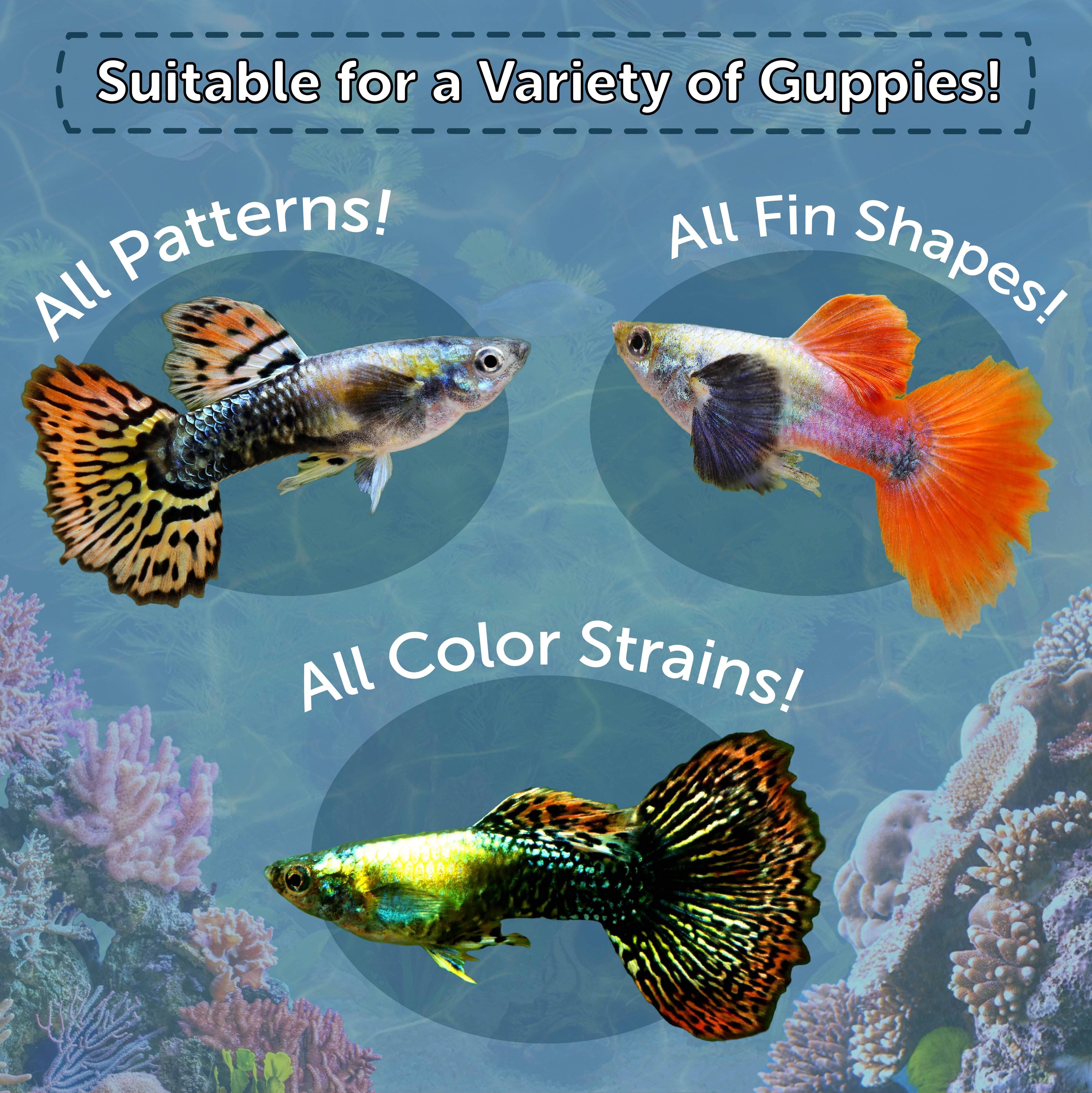 Aquatic Foods 3-lbs @ $45.99 Guppy Flakes. Bulk Flake Foods for All Tropical Fish