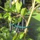 thumbnail image 3 of Bridas para plantas verdes ajustables Bridas para cables de jardín, para plantas de apoyo, organizador de cables de escritorio, 17 cm 150 piezas (verde), 3 of 5