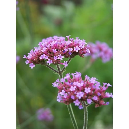 Verbena Blossom - Laminated Poster Bloom Blossom Nature High Verbena Flower Poster Print 11 x 17