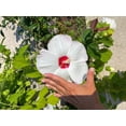 thumbnail image 4 of 25 Luna WHITE HARDY HIBISCUS Hibiscus Moscheutos Flower Seeds, 4 of 8