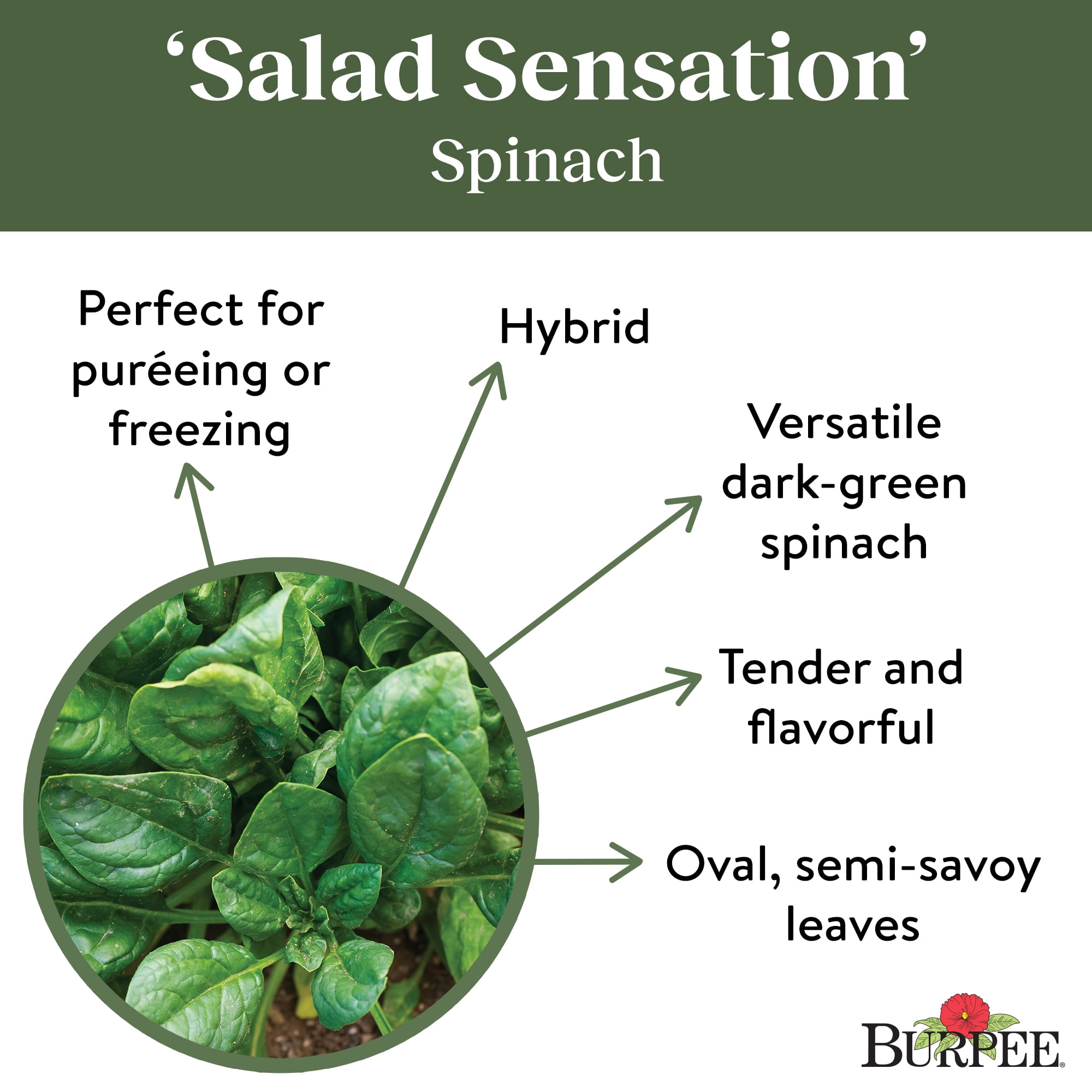 Burpee Salad Sensation Hybrid Spinach Seeds - Non-GMO, Vegetable Gardening Seeds, 2.5g, 1-Pack