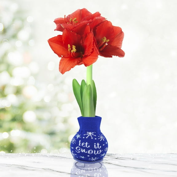 Let It Snow Sweater Amaryllis Flower Bulb with Stand, No Water Needed, Gift Ready