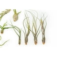 thumbnail image 5 of Pack of Wild Ones Air Plants - Tillandsia Caput Medusae, Butzii & Bulbosa Guatemala - (Pack of 50), 5 of 12