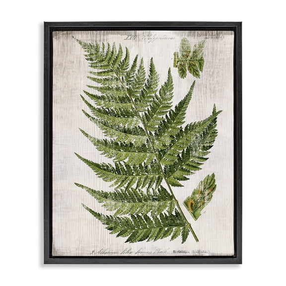 Stupell Industries Distressed Fern Leaf Plants & Flowers Painting Black Floater Framed Canvas Art Print Wall Art, 17 x 21