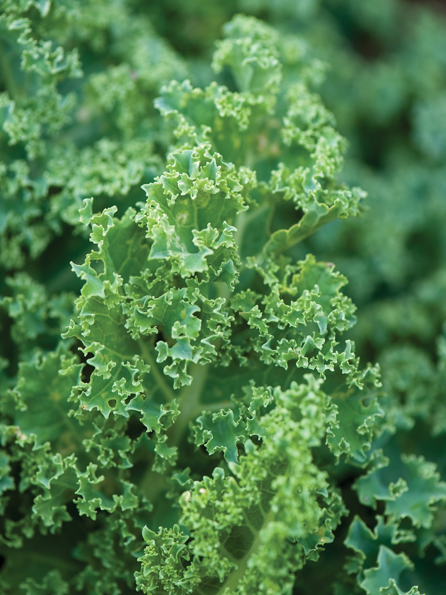 Burpee 2.3 gm Blue Curled Vates Dwarf Kale Plant Seeds, Annual Vegetable Seed, Full Sun