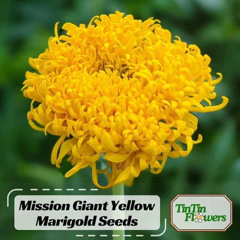 25 Pack Giant Yellow Marigold Seeds Edible Open-Pollinating Draft and Cold Dwarf Plant in Spring