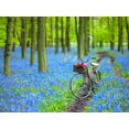 thumbnail image 2 of Frank, Assaf 24x19 White Modern Wood Framed Museum Art Print Titled - Bicycle in spring forest, 2 of 4