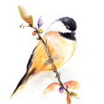 thumbnail image 2 of Diannart 15x15 Gold Ornate Wood Framed with Double Matting Museum Art Print Titled - Watercolor Chickadee I, 2 of 4