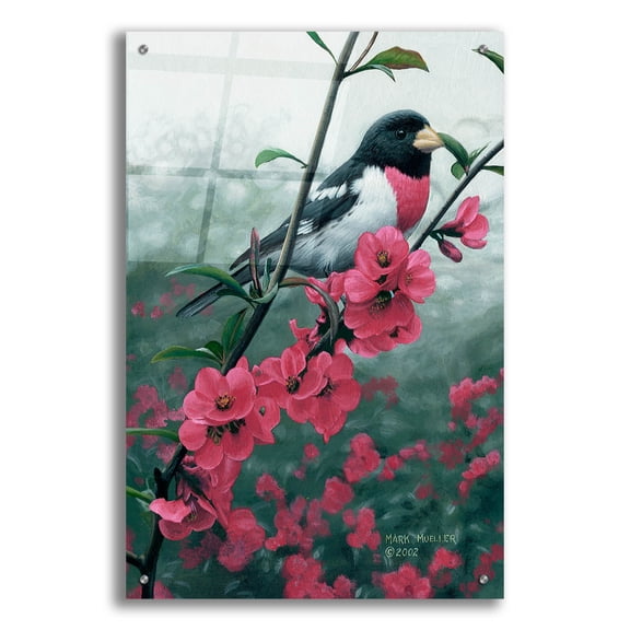 Epic Art 'Spring - Rose-breasted Grosbeak' by Mark Mueller Wildlife Art, Acrylic Glass Wall Art, 24"x36"
