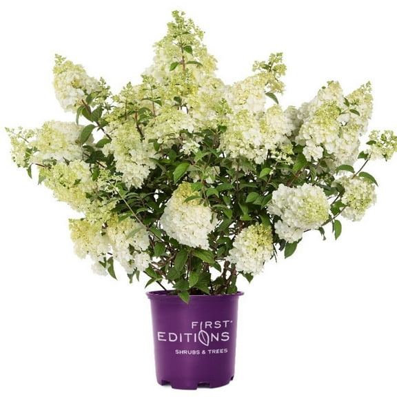 First Editions® Strawberry Sundae® Hydrangea - Hydrangea paniculata 'Rensun' PP 25,438