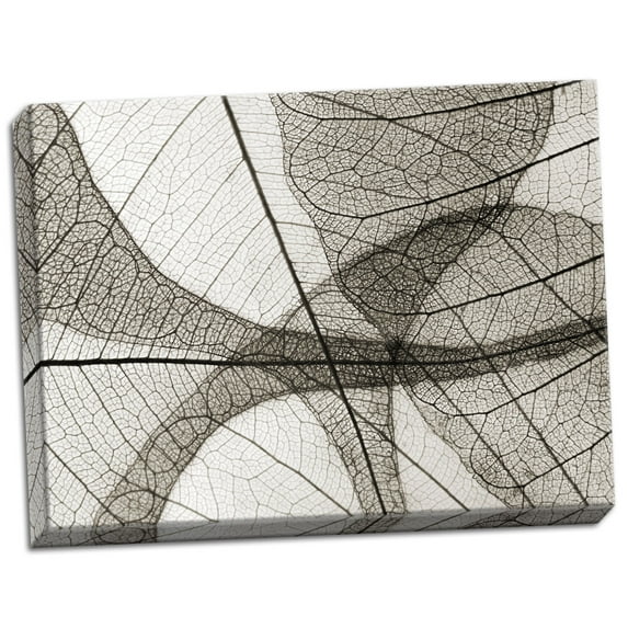 Gango Home Decor Leaf Designs I Sepia by Jim Christensen (Ready to Hang); One 24x18in Hand-Stretched Canvas