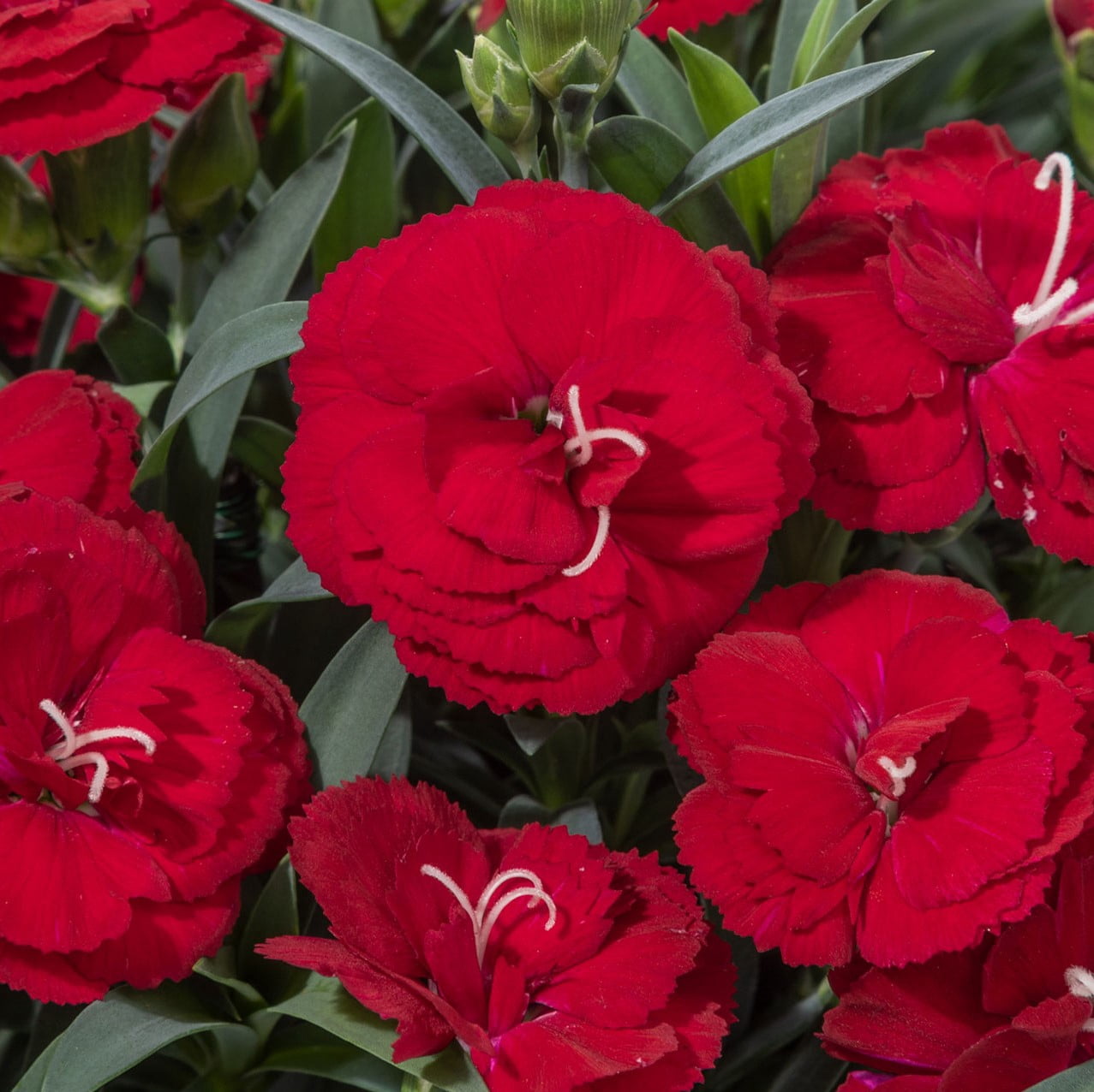 Better Homes & Gardens 2.5 Quart Multicolor Dianthus Perennial Outdoor Live Plants Full Sun