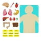 thumbnail image 5 of Kits de juegos interactivos educativos de órgano corporal, rompecabezas de estructura del cuerpo humano para colgar en la pared para niños en edad, 5 of 9
