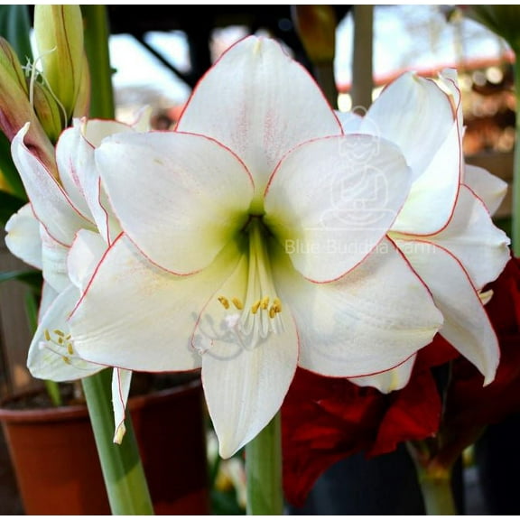 Amaryllis 'Picotee' Bulb - Pure White Blooms with Pink-Red Edges | Blue Buddha Farm