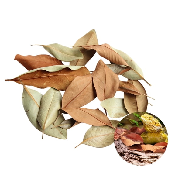 0.26LB Organic Magnolia Leaf Litter for Reptiles,Heat Treated Terrarium Substrate for Bioactive Enclosures,Isopods,Frogs,Turtles