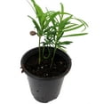 thumbnail image 2 of Buddhist Pine Tree - Bonsai/Houseplant - Podocarpus - 4" Pot, 2 of 4