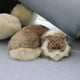 thumbnail image 3 of Gato realista de peluche, lindo compañero, muñeco de juguete, adornos de cumpleaños para Marrón gris, 3 of 8