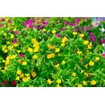 thumbnail image 3 of TomorrowSeeds - Solid Colors Mix Four O' Clock Seeds - 50+ Count - For 2025 Planting Mixed Pink, 3 of 9
