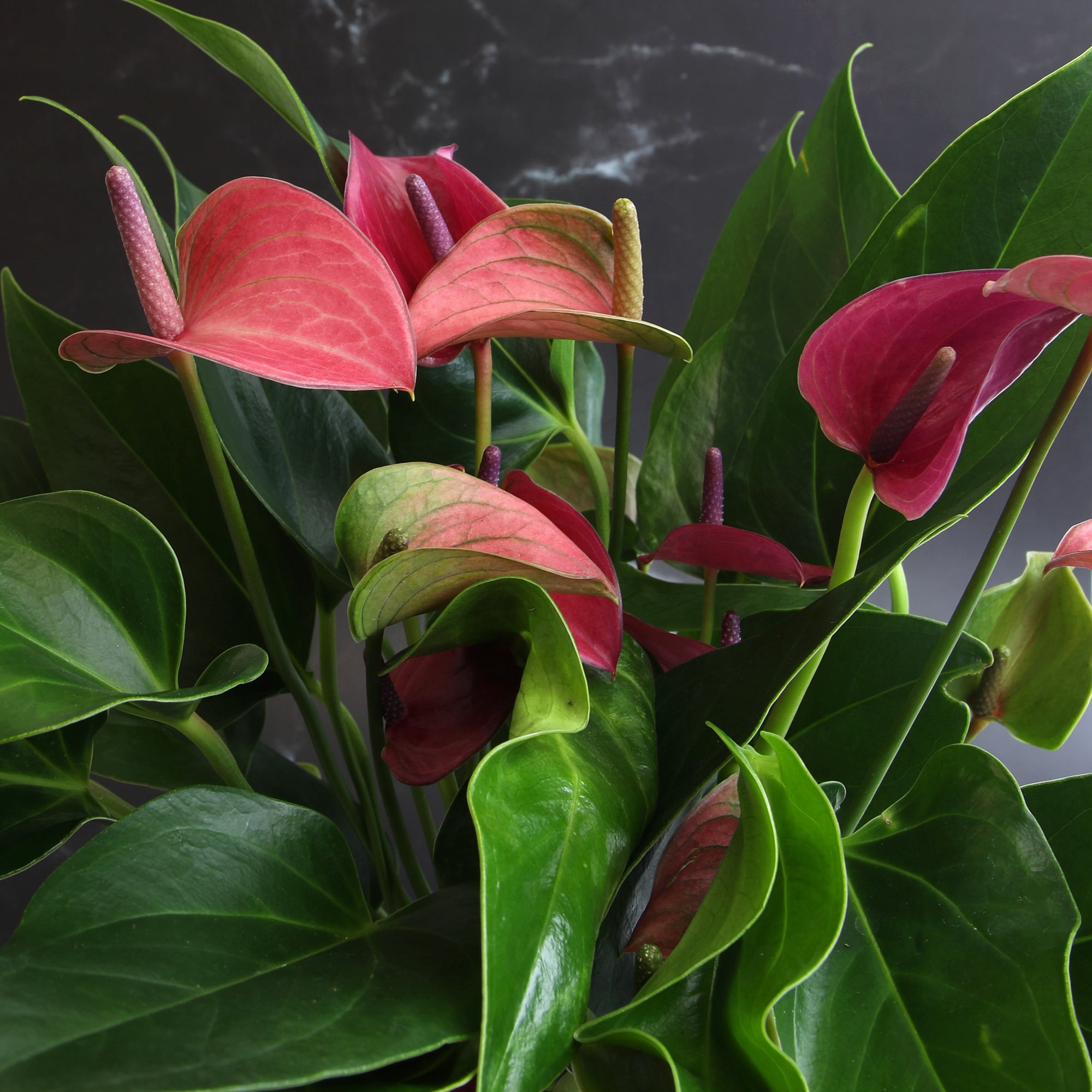 Altman Plants Purple Mix Anthurium Plant Gift, White Pot, 10-12" Tall Flamingo Flower Lily