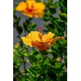 thumbnail image 2 of Engelbrecht, Lisa S. 23x32 Gold Ornate Wood Framed with Double Matting Museum Art Print Titled - Yellow Hibiscus, 2 of 4