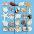 thumbnail image 2 of Seashell Collage Wall Mural by Wallmonkeys Peel and Stick Graphic (36 in H x 36 in W) WM39827, 2 of 4