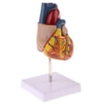 thumbnail image 1 of 1: 1 Modelo de Corazón Emulational Anatomía Viscera Órgano Herramienta de Enseñanza Médica Sunnimix Modelo de corazón humano, 1 of 8
