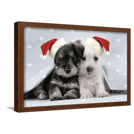 Miniature Schnauzer Puppies 6 Weeks Old, Animals Framed Art Print Wall Art Sold by Art.Com