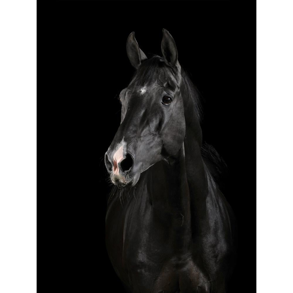 Black Horse Face Canvas Art