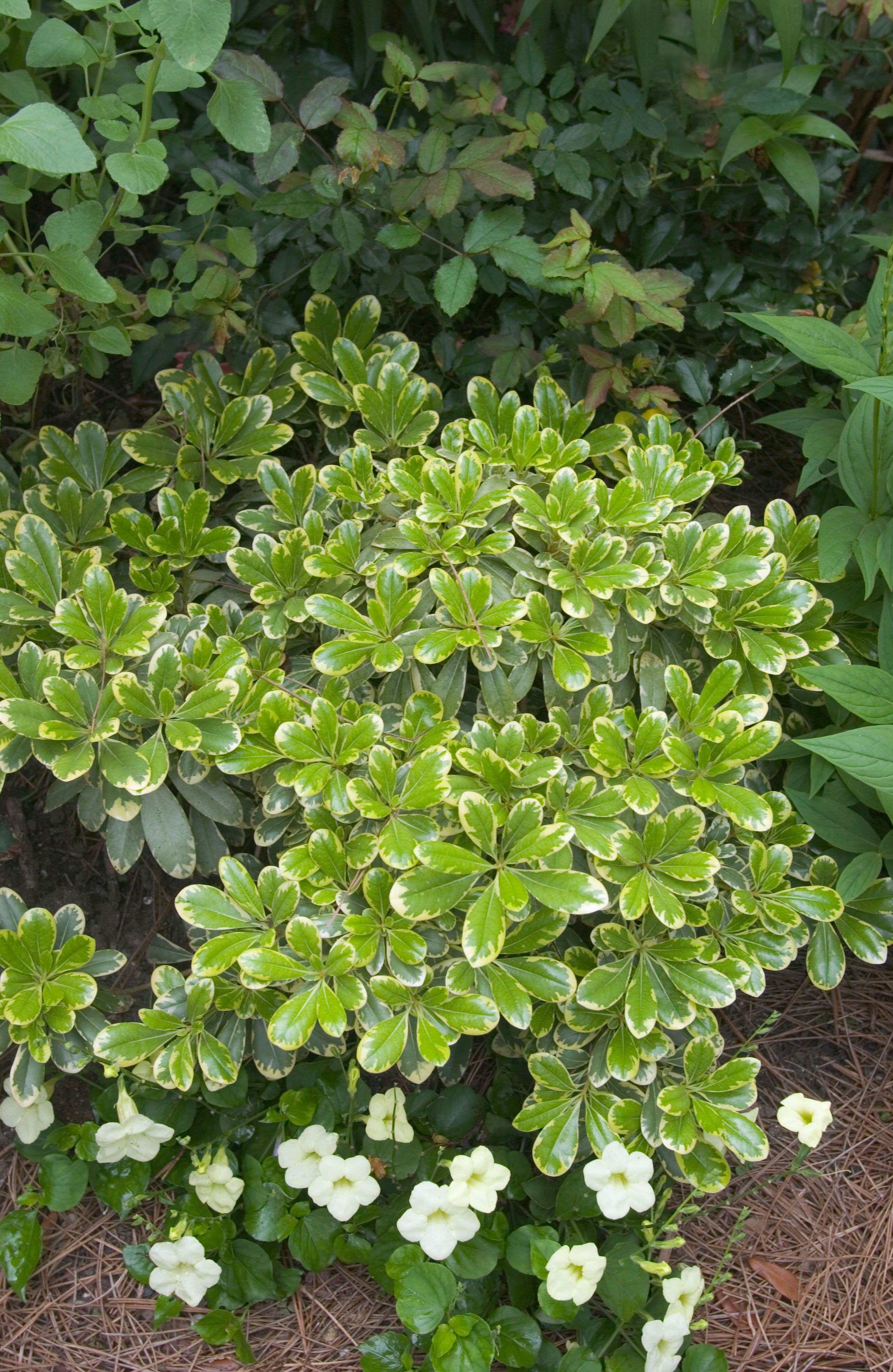 Southern Living Mojo Pittosporum Live Shrub in 1.5-Gallon Grower Pot
