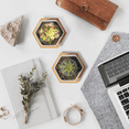 thumbnail image 3 of Small White Succulent Planter Pots with Bamboo Tray Hexagon Set of 6, Geometric Cactus Plant Holder Container for Home Office Table Desk Decoration for Mom Aunt Sisiter Daughter Gardener, 3 of 8