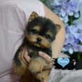 thumbnail image 4 of Realistic Yorkie Dog Simulation Toy Dog Lifelike Stuffed Companion Toy, 4 of 4