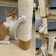 thumbnail image 5 of Sisal Rope Cat Scratching Post Toy Cat Tree DIY Climbing Frame Replacement Rope Desk Leg Binding Rope For Cat Sharpen Claw shopwise Round, 5 of 9