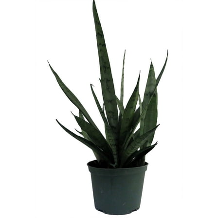 Silver Streak Snake Plant - Sansevieria - Impossible to kill! - 6" Pot