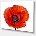 thumbnail image 2 of Red Poppy Blossom Close Up - Floral Canvas Art Print, 2 of 3