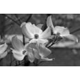 thumbnail image 2 of Erin Berzel 40x28 Gallery Wrapped Canvas Wall Art Titled - Dogwood Blossoms I BW, 2 of 4
