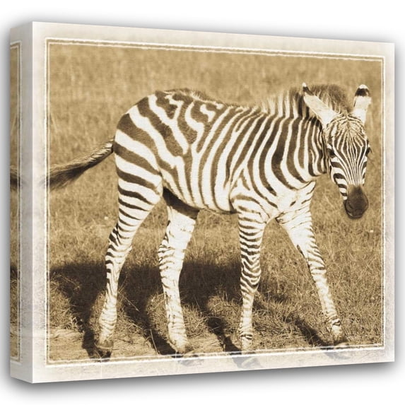Susann Parker 36x36 Gallery Wrapped Canvas Wall Art Titled - Young Africa Zebra