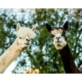 thumbnail image 2 of Stockton, Tyler 14x12 White Modern Wood Framed Museum Art Print Titled - Alpaca Portrait III, 2 of 4