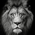 thumbnail image 2 of Meermann, Christian 15x15 White Modern Wood Framed Museum Art Print Titled - Stare Me Down #3, 2 of 4