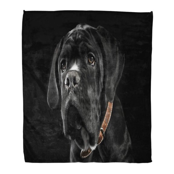 SIDONKU Throw Blanket 50x60 Inches Adorable Puppy Black Cane Corso Portrait in Studio Affectionate Warm Flannel Soft Blanket for Couch Sofa Bed