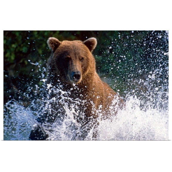 Great BIG Canvas | Rolled Mark Newman Poster Print entitled Charging Grizzly splashing through water