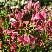 Expert Gardener 2.5QT Cytisus Hollandia Deciduous Live Plants Full Sun Pink 1